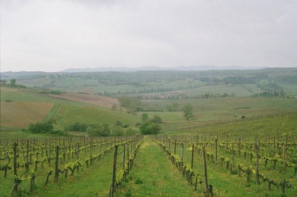 Chianti vineyards